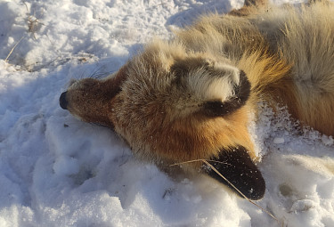 Мертвая лиса на снегу