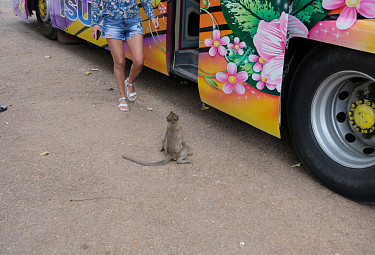 ������� � �������� ����� �������������� ��������. Tourists in Thailand