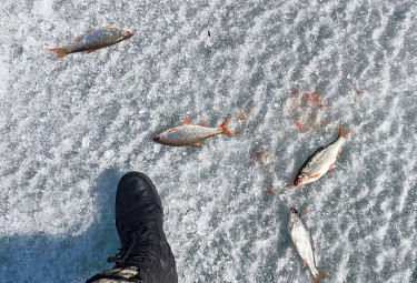 ����. ��������� �������. ���� �� �����. Ice fishing