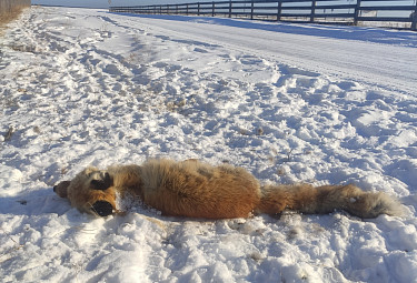 Умершая бешеная лиса на снегу в деревне