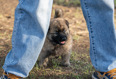 ������� � ������. A man and a dog
