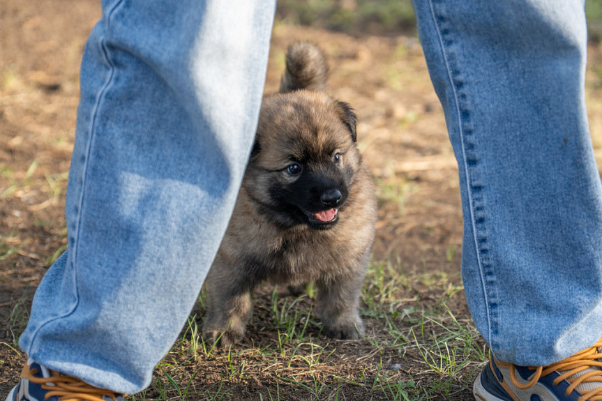 ������� � ������. A man and a dog