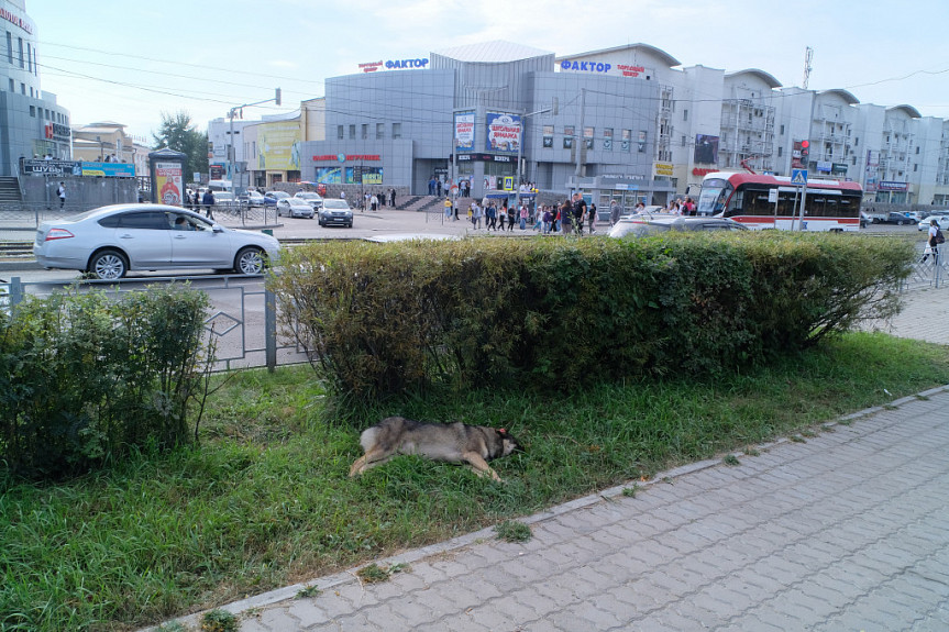 Бродячая собака (с биркой) под кустом на фоне дороги и торговых центров. Центр Улан-Удэ. 2021 год