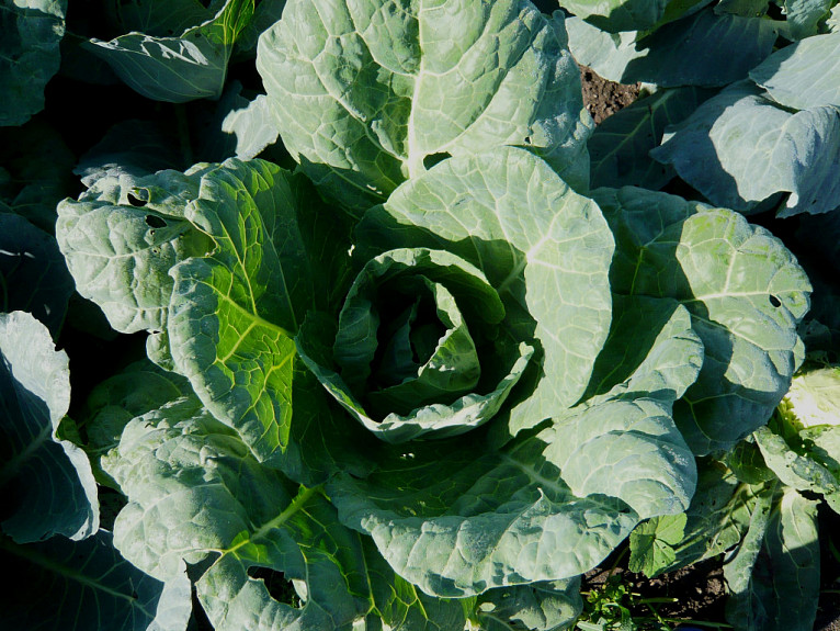 � �������