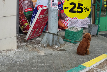 Привязанная к столбу собака ждет хозяина из магазина