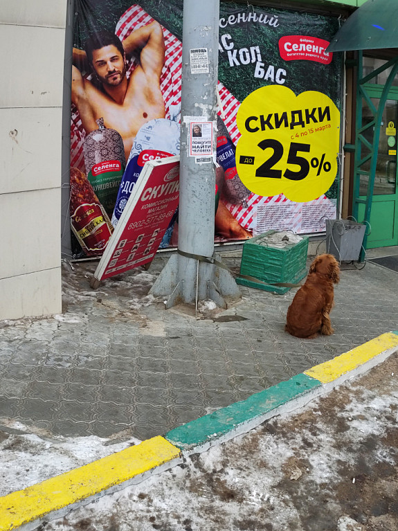 Привязанная к столбу собака ждет хозяина из магазина