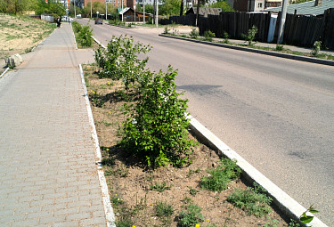 ����-���. ����������. ������