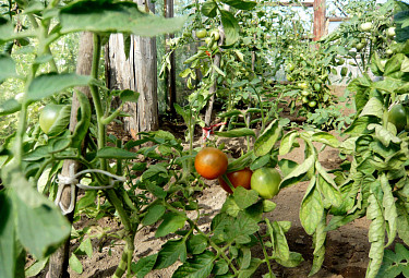 Так выращивают томаты
