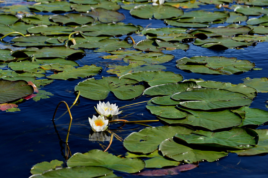 В пруду растут кувшинки за сутки. Как растут кувшинки. На озере растут кувшинки 48 дней. Водный цветок танец. Где выросли кувшинки.