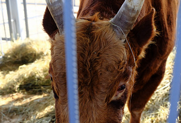 Пятилетний бык-производитель. Порода крупного рогатого скота "Калмыцкая"