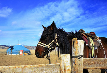 Село. Лошадь на фоне юрты в степи