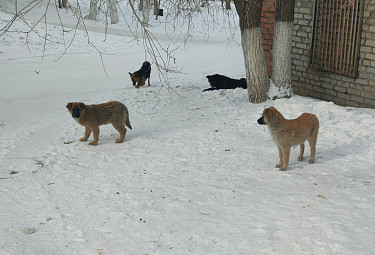Стая бродячих собак зимой
