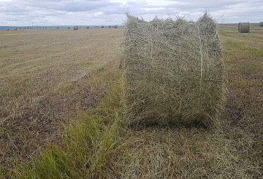 Заготовка грубых кормов в Бурятии. В поле стоят рулоны убранного сена