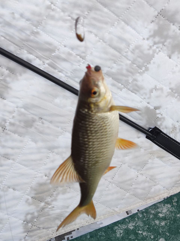 ������ ��������� �������. ��������� �������, ����, ������