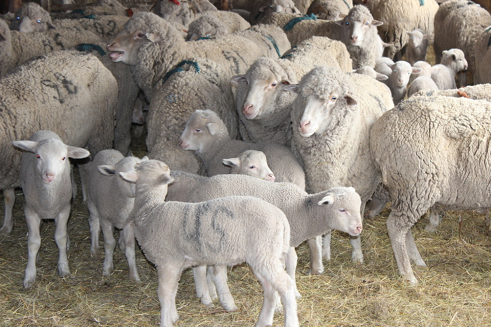 Купить алтайских овец. Забайкальская тонкорунная порода овец. Забайкальская бурятская тонкорунная порода овец. Сальская порода овец. Джалгинский меринос порода овец.