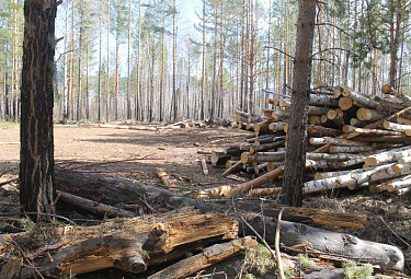 ��������� ���