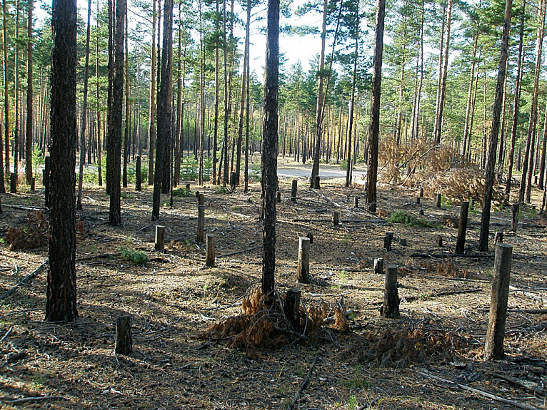 Вырубка леса в Бурятии