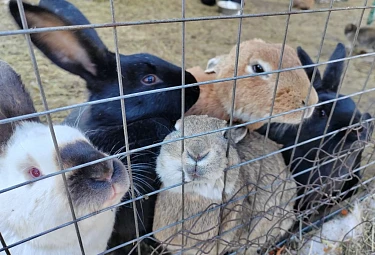 ������� � �������. Rabbits