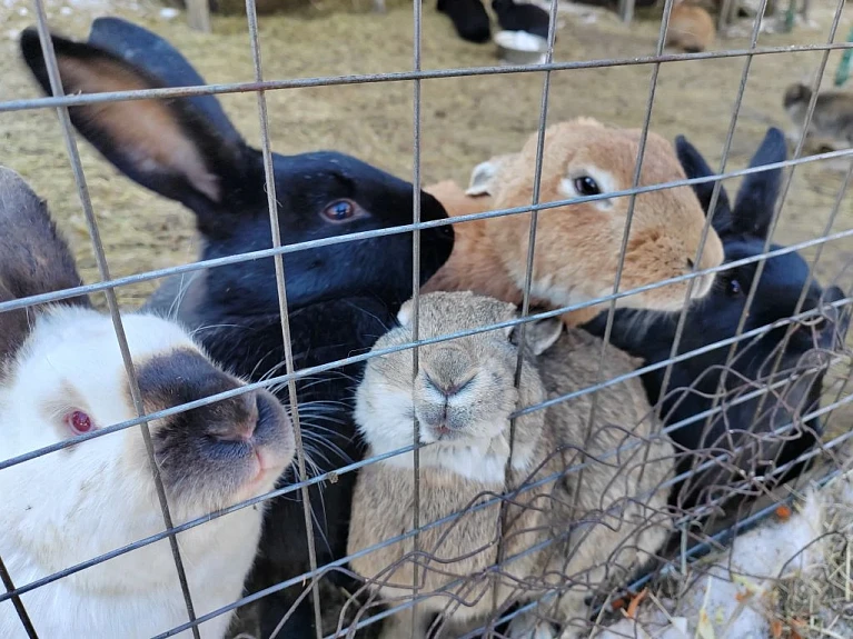 ������� � �������. Rabbits