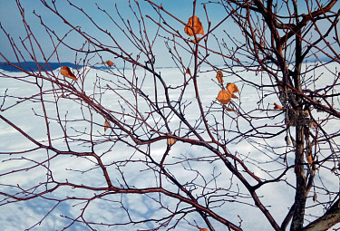 �������. ������ ������