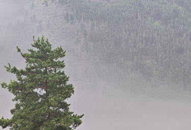 ���. ������. �����