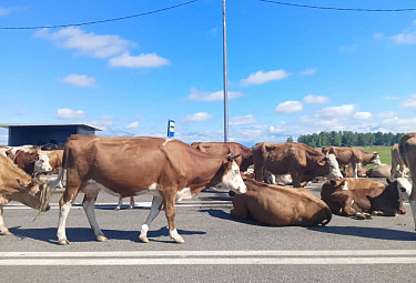 ���������� ����� �������. ����� ����� �� ������������� ������. Buryatia. A herd of cows on the road