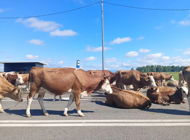 ���������� ����� �������. ����� ����� �� ������������� ������. Buryatia. A herd of cows on the road