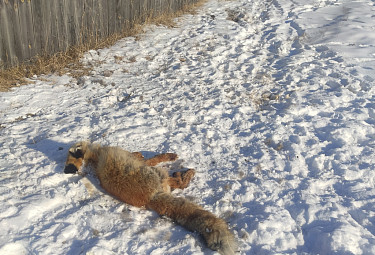 Мертвая лиса лежит на снегу у деревянного сельского забора