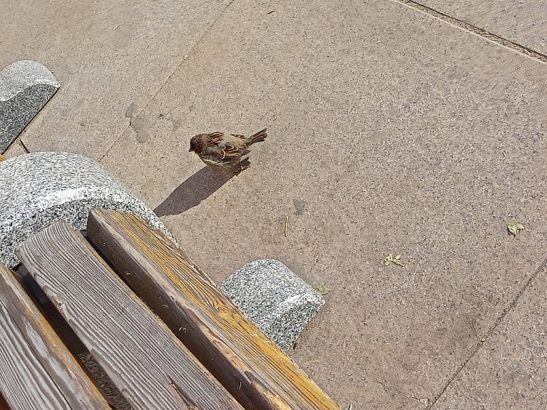 �������. Sparrow