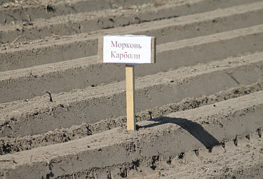 ���� �������