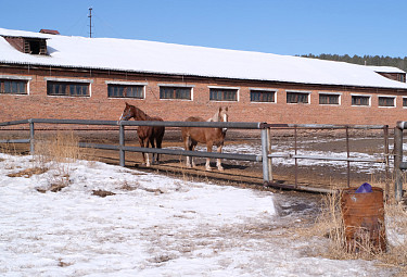 Улан-Удэ. Лошади зимой в загоне на территории старого ипподрома