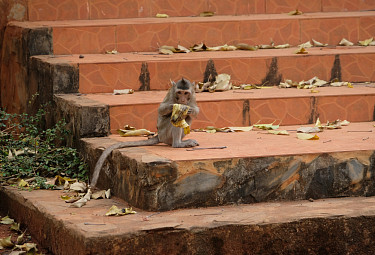 �������. ����� �������� ��� ����� �� ����������. Wild monkey in Thailand