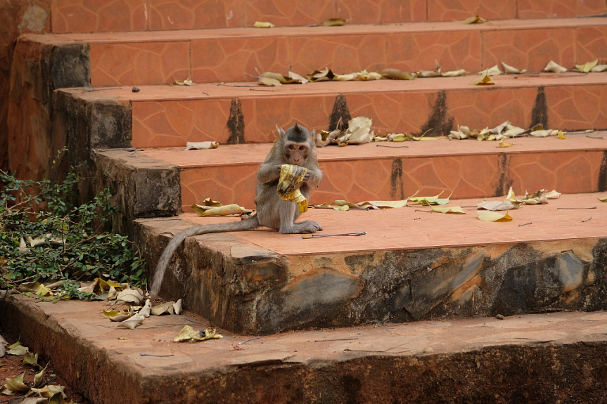 �������. ����� �������� ��� ����� �� ����������. Wild monkey in Thailand