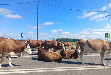 ���������� ����� �������. ������ �� ������ ����� ����������� ��������. Buryatia. Cows on the road near a pedestrian crossing
