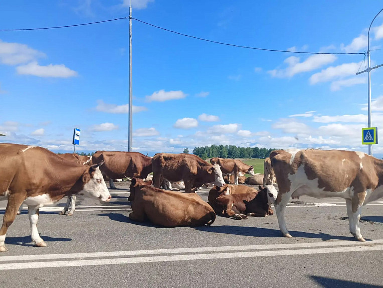 ���������� ����� �������. ������ �� ������ ����� ����������� ��������. Buryatia. Cows on the road near a pedestrian crossing