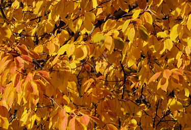 Желтые листья на осеннем дереве