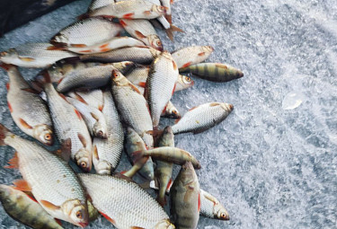 ������ �������. ����������� ����. Ice fishing
