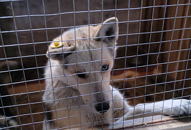 Бродячая собака с желтой биркой на ухе - в вольере в собачьем приюте
