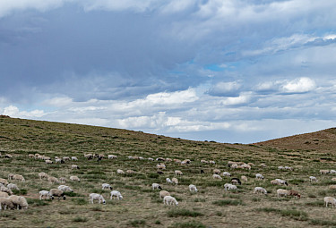���� � ��������. Sheep in Mongolia