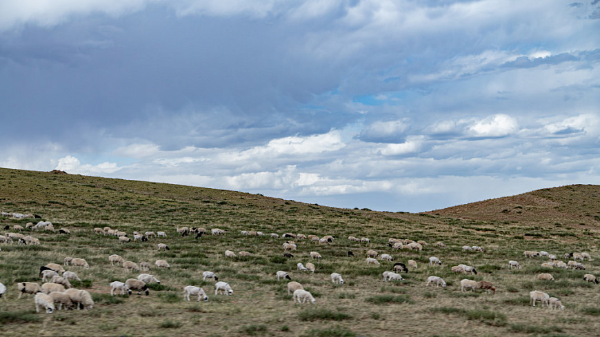 ���� � ��������. Sheep in Mongolia