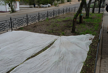 Высаженный газон укрыт полиэтиленовой пленкой. Улан-Удэ