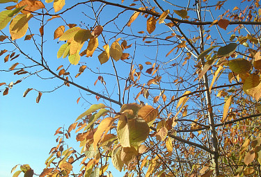 Осень. Облетевшее дерево с ягодами