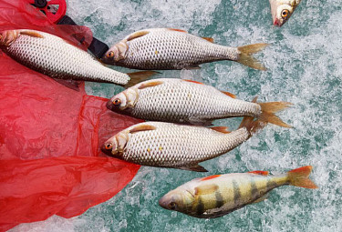 ��������� �������. ����������� ���� ����� �� ����