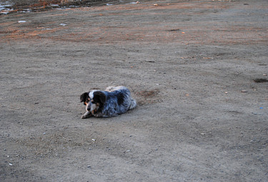 Одинокая грустная бродячая собака