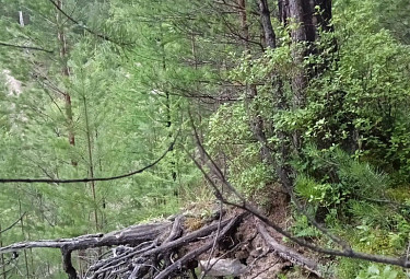 �������. ���������� �����. �����. Forest in Buryatia