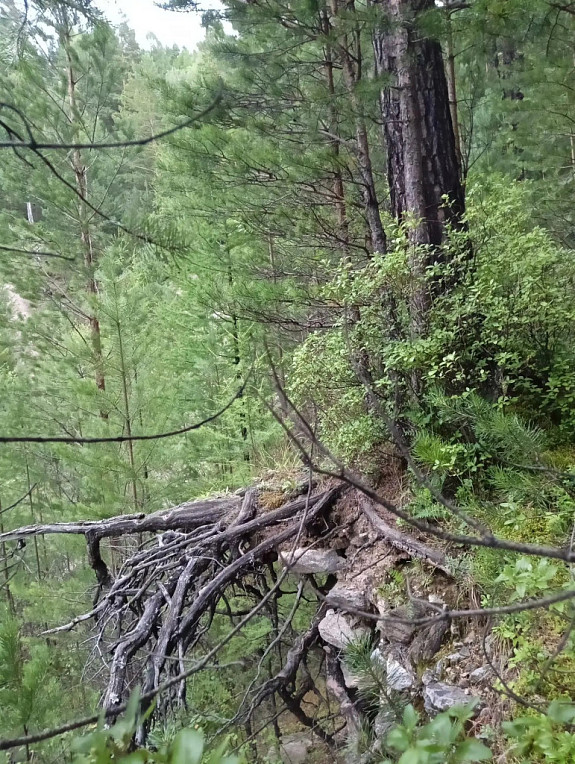 �������. ���������� �����. �����. Forest in Buryatia