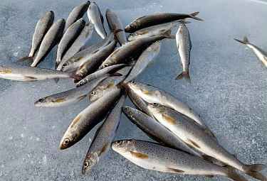 ������ �� ����. Grayling