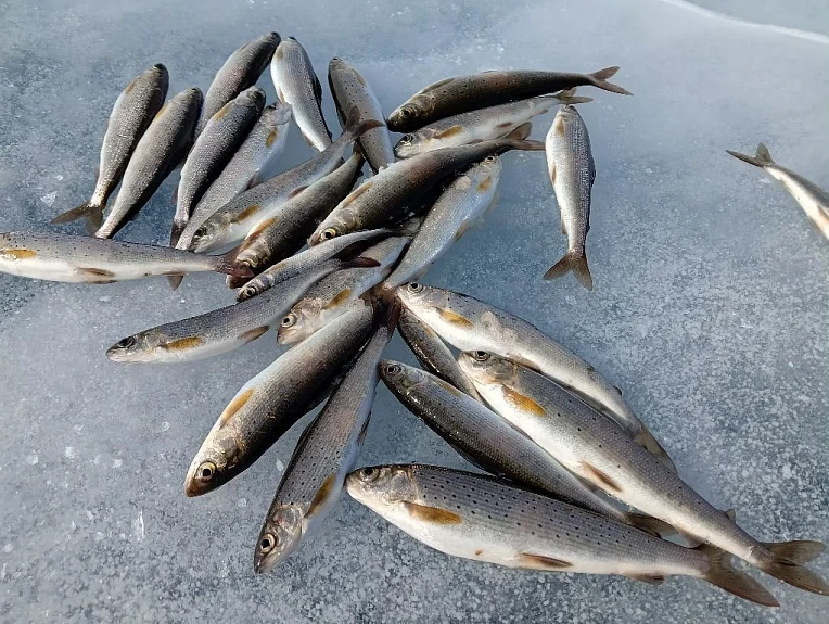 ������ �� ����. Grayling