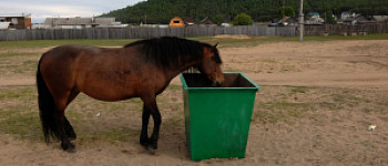 � ������� ������ �������� ���� �� ����������