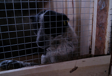 Улан-Удэ. Печальная собака в собачьем приюте